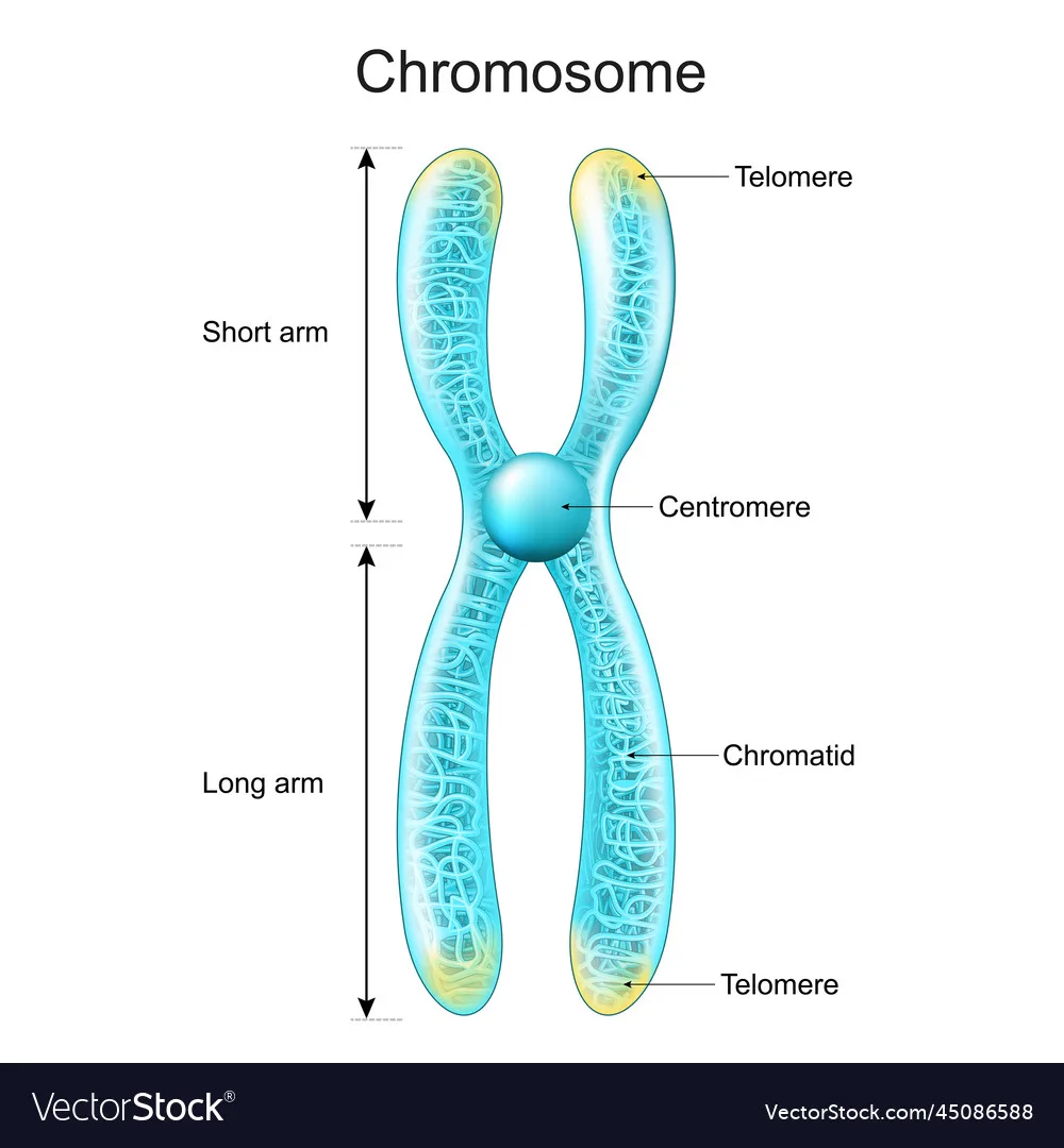 Chromosome Diagram With Labels At Hayley Savige Blog
