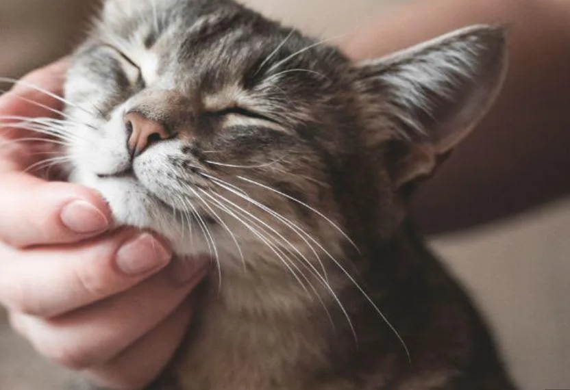 Chronic Kidney Disease Is A Common Ailment Of Senior Cats And Dogs