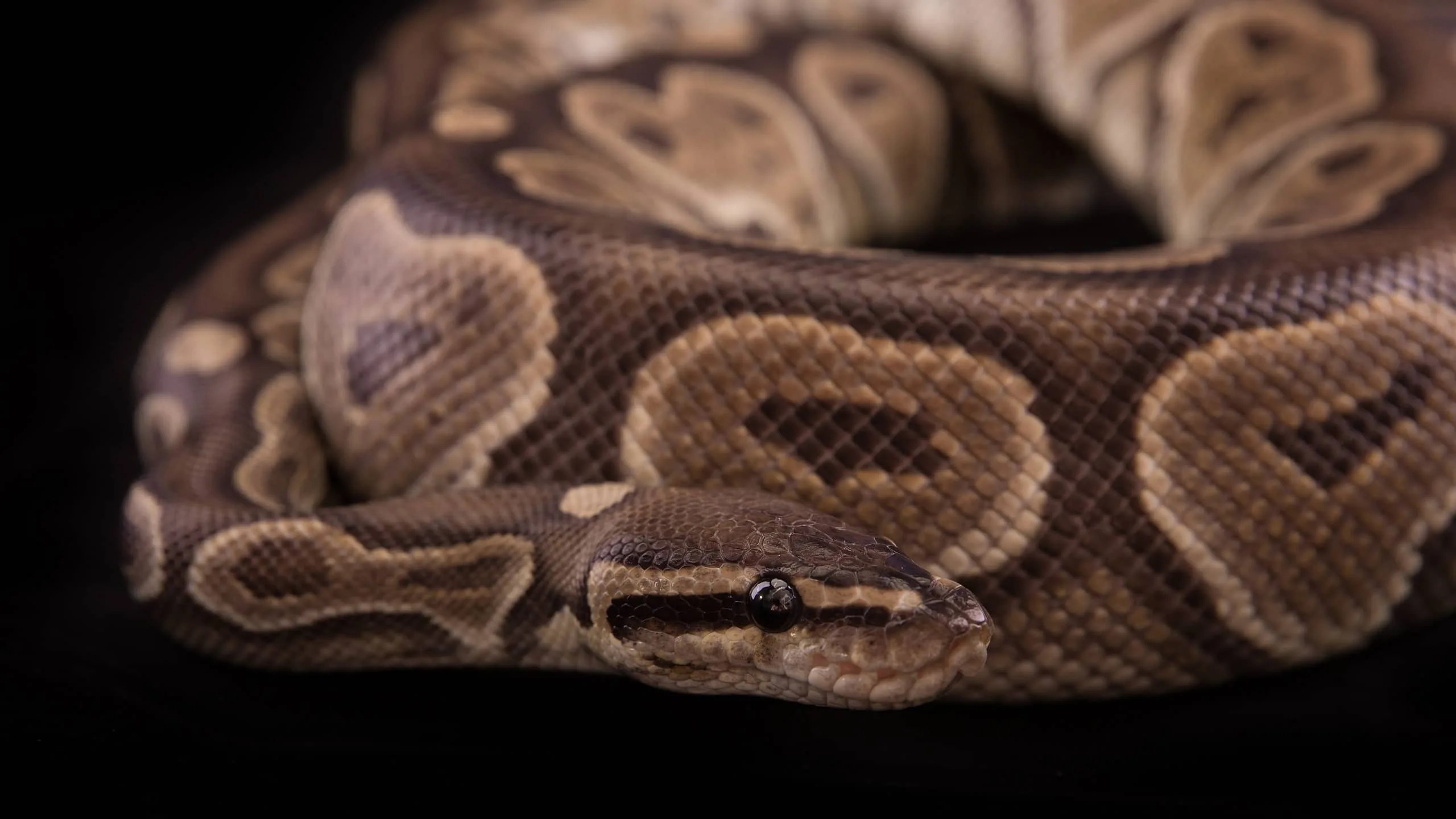 Cinnamon Ball Python Animal Facts Python Regius A Z Animals