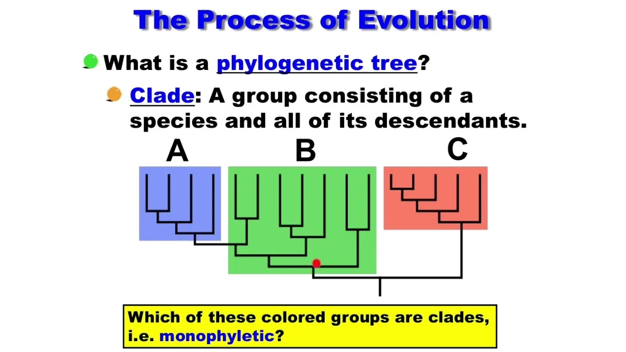 Clade Polyphyletic