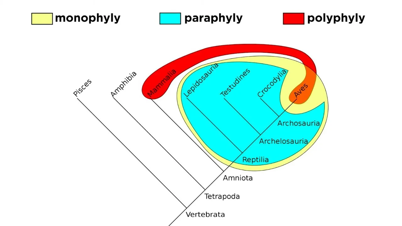 Clade Polyphyletic