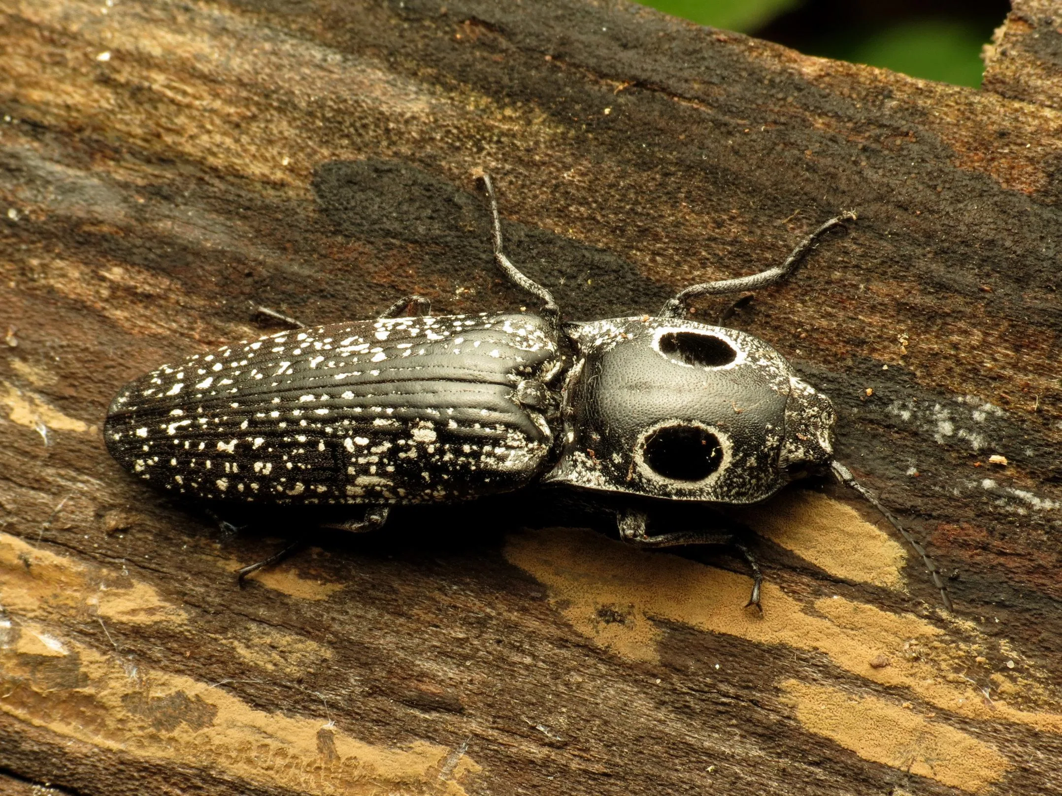 Click Beetles Identification Life Cycle Facts Pictures