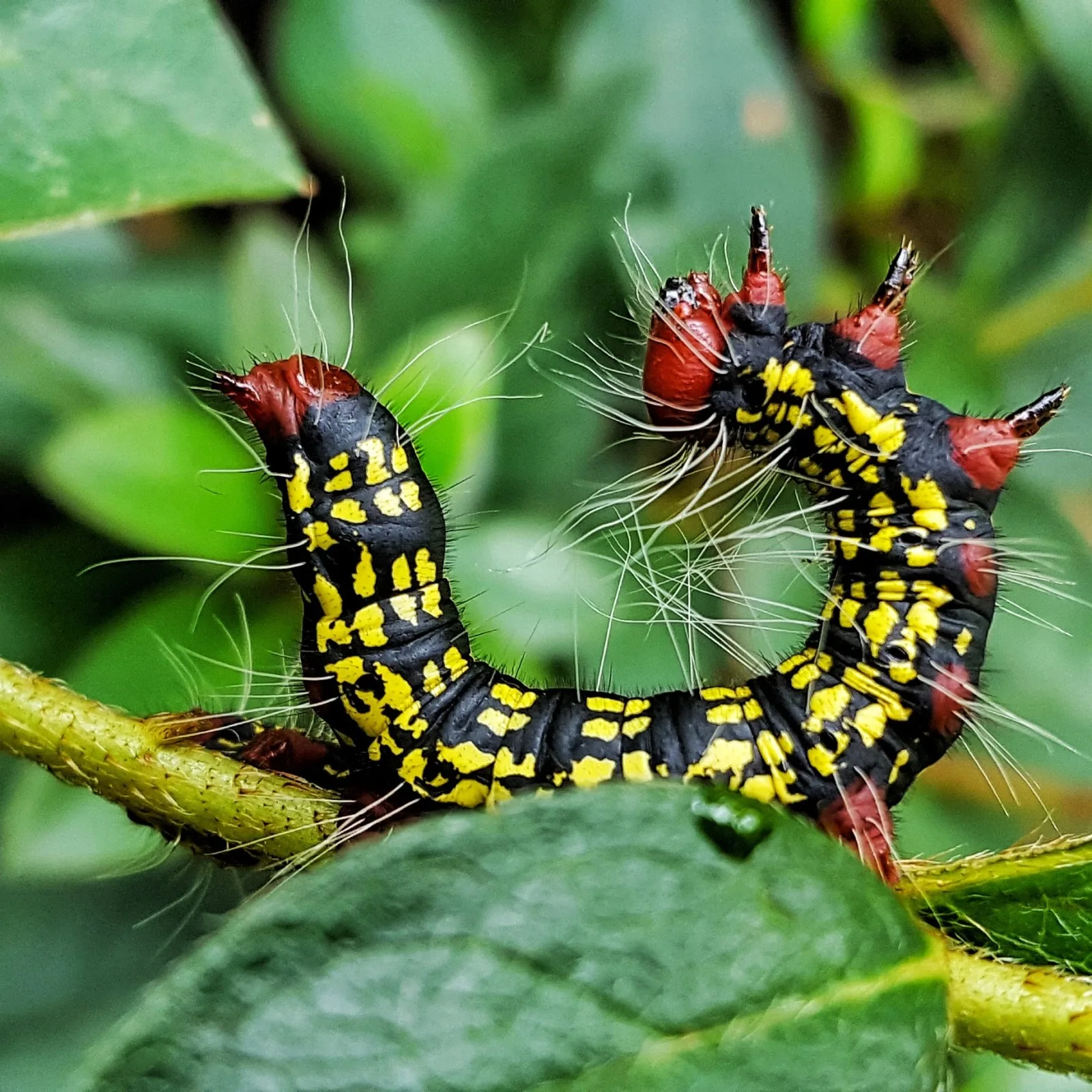 Coming Soon Datana Caterpillars Of Late Summer In Se Georgia Coastal Georgia Botanical Gardens