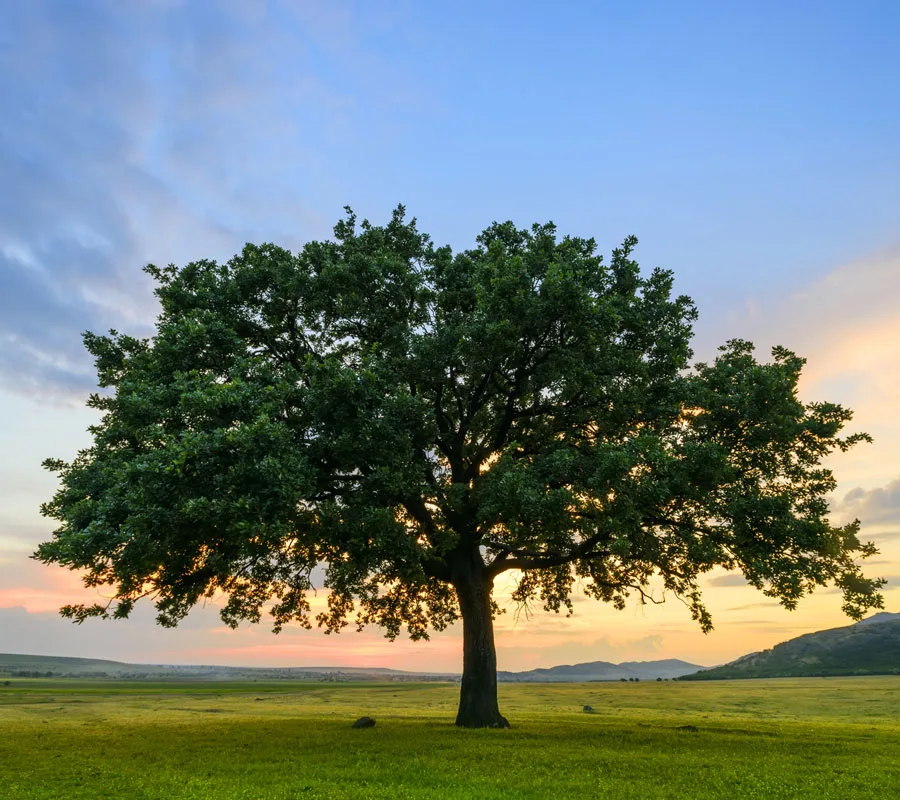 Commercial Tree Services In Toronto And Gta Tree Doctors Inc
