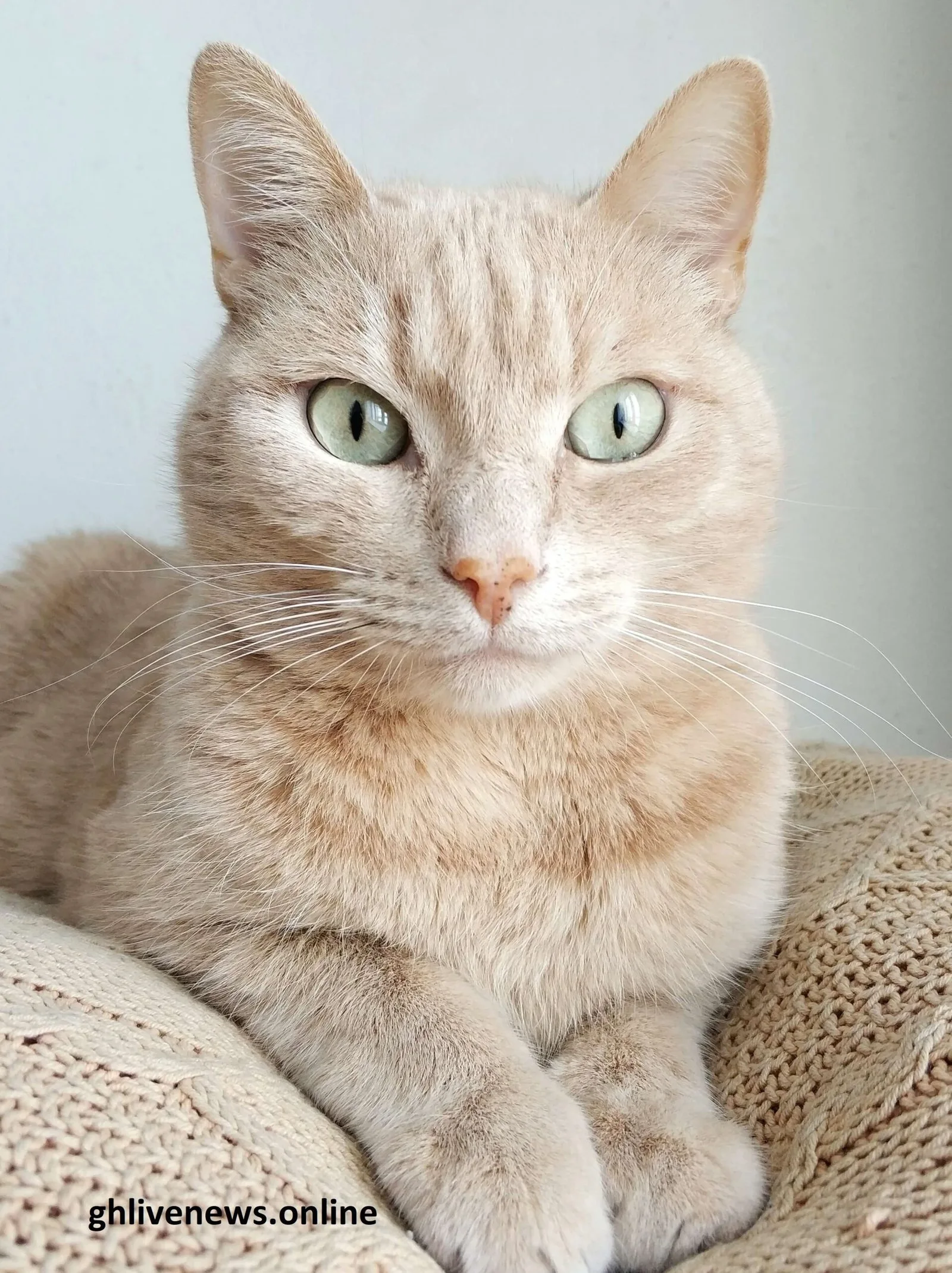 Common Cat Health Issues And Symptoms Gh Live