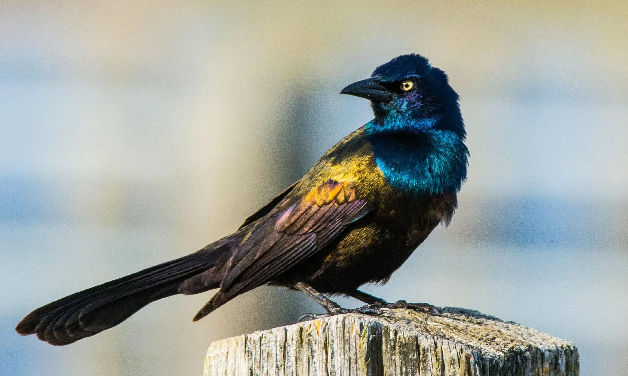 Common Grackle Bird Facts Quiscalus Quiscula A Z Animals