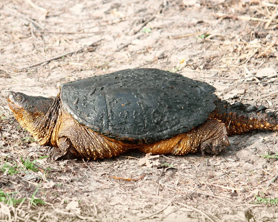 Common Snapping Turtle Chelydra Serpentina Tualatin Soil And Water Conservation District