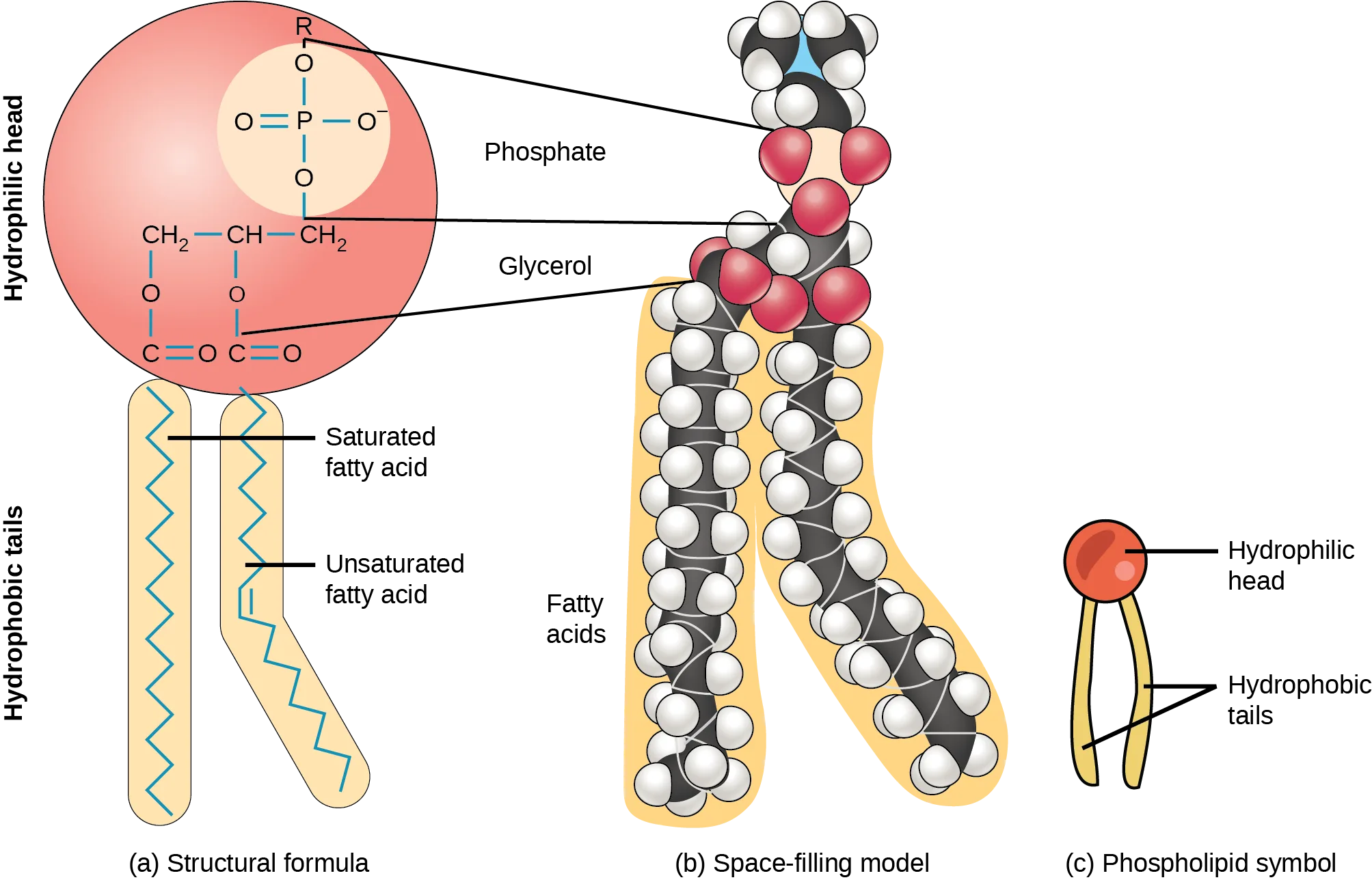 Components And Structure Openstax Biology 2E