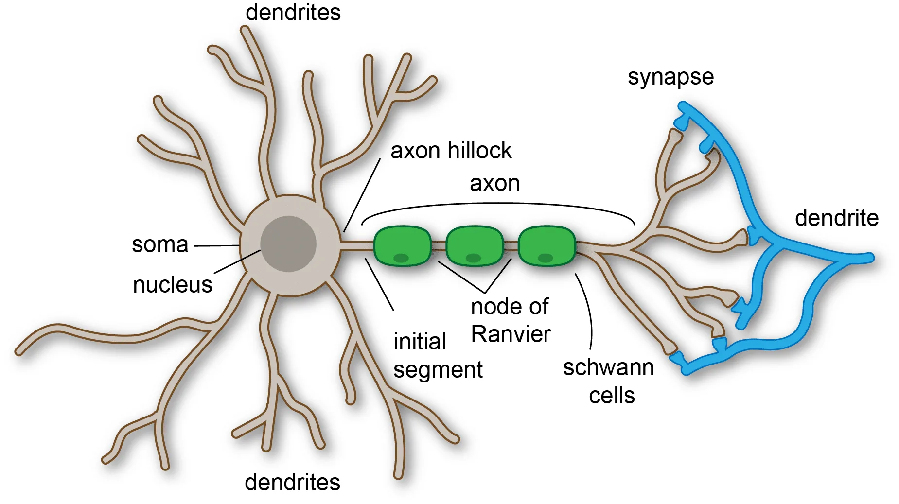 Components Of A Neuron Diagram Neuron Diagram Neurons Nerv