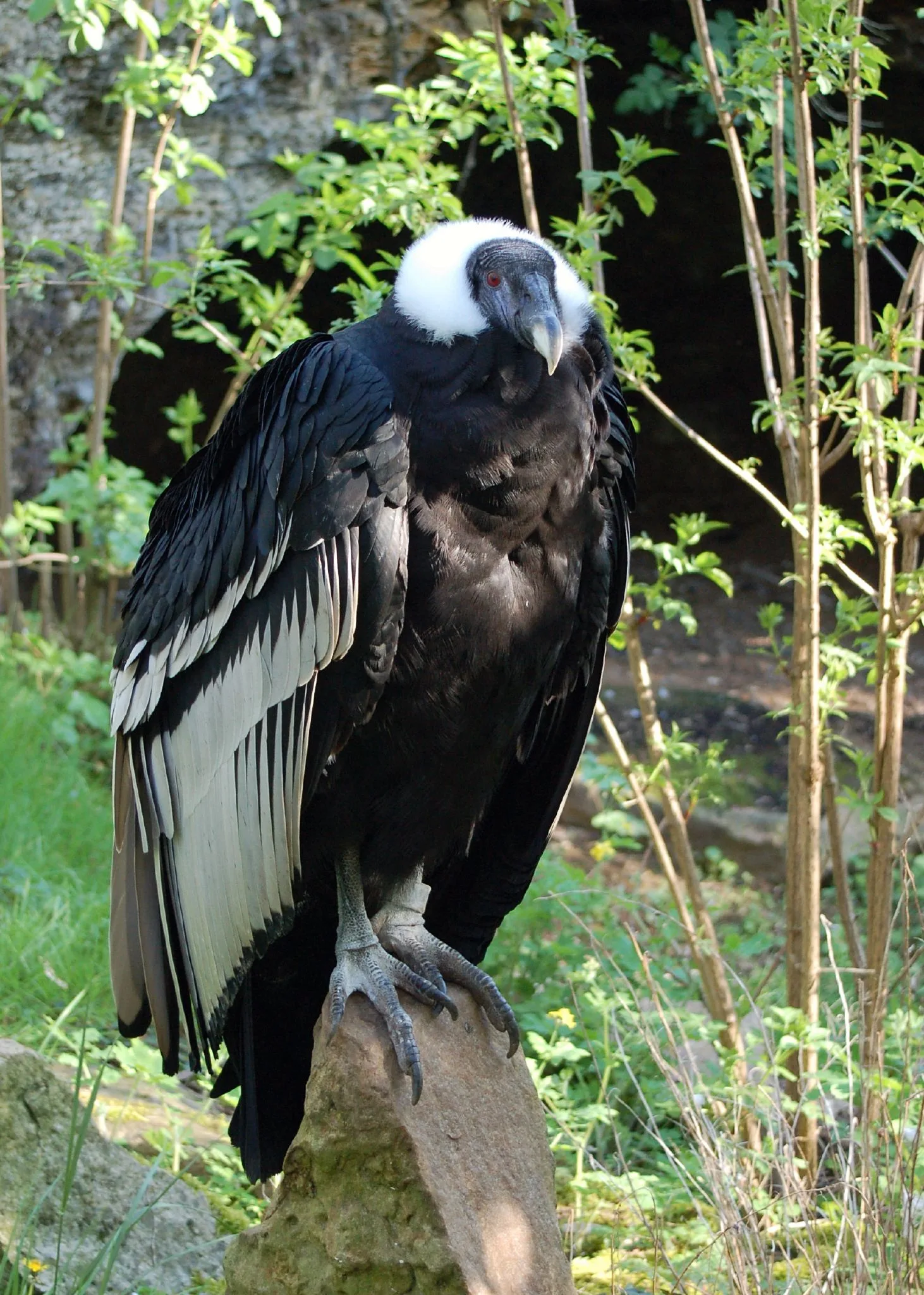 Condor Animal E Vôo Animais Cultura Mix
