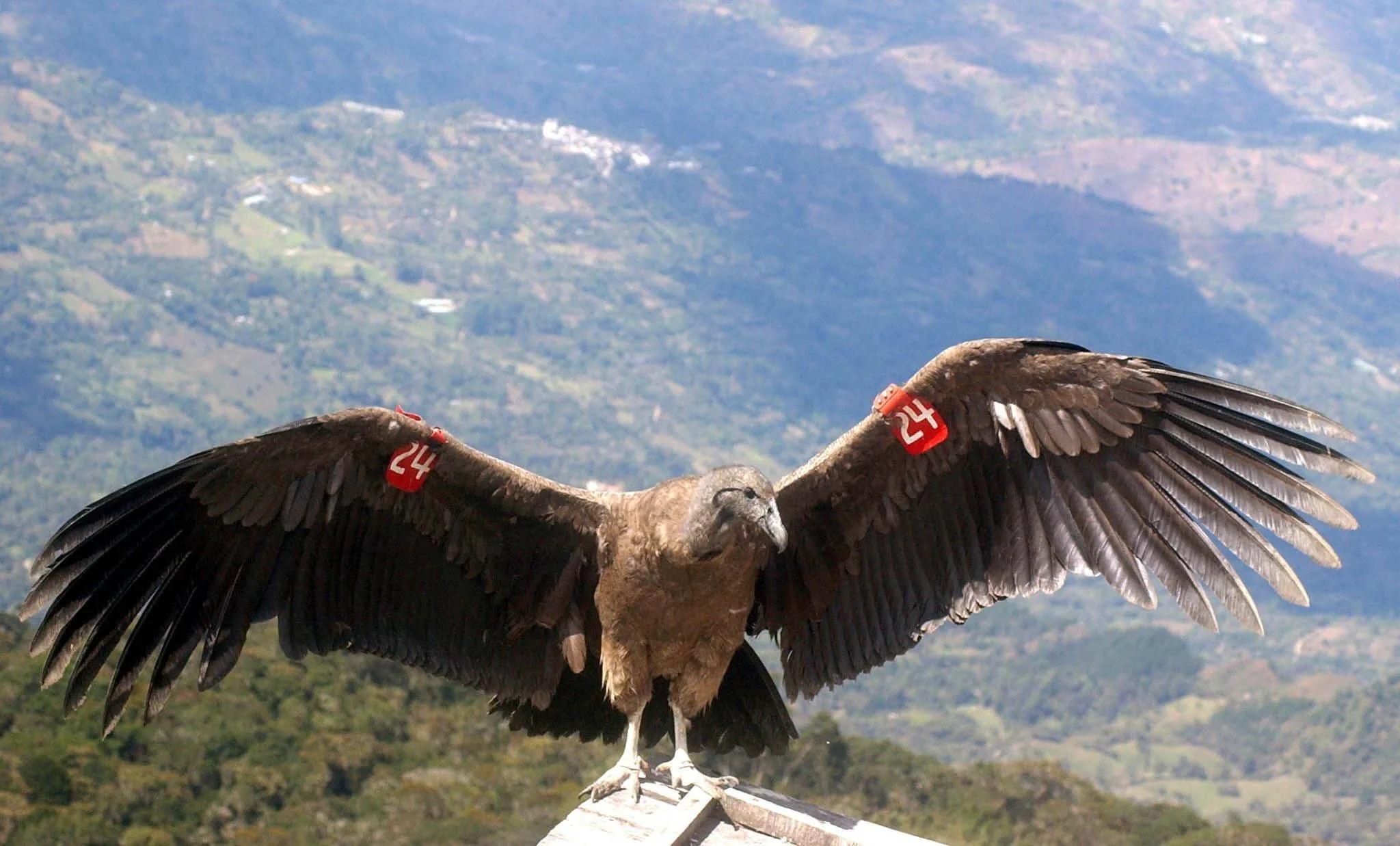 Cóndor De Los Andes En Estado Crítico De Conservación