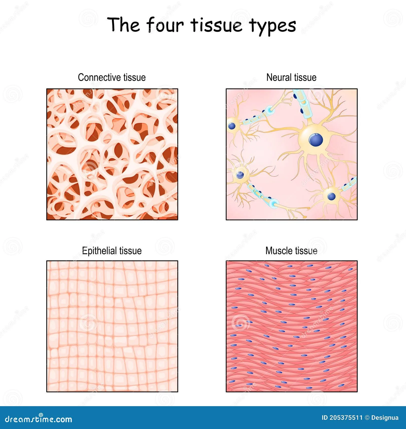 Connective Tissue Anatomy And Physiology