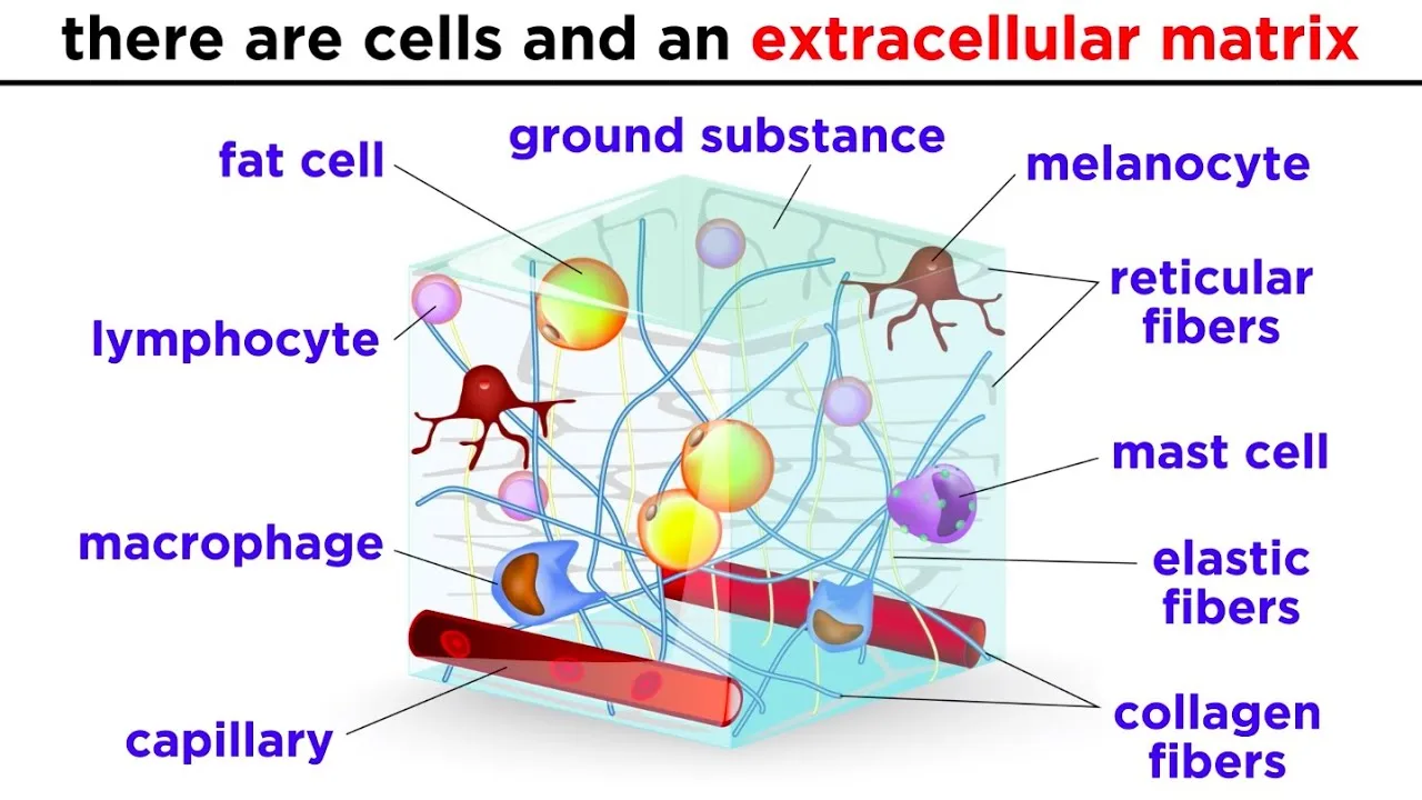 Connective Tissue Body Diagram
