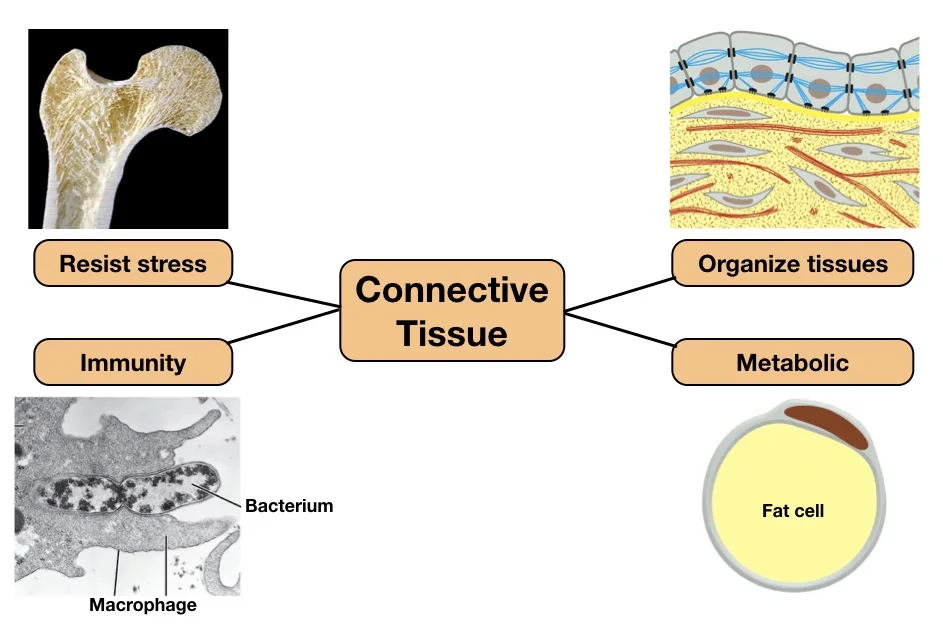 Connective Tissue Body Diagram