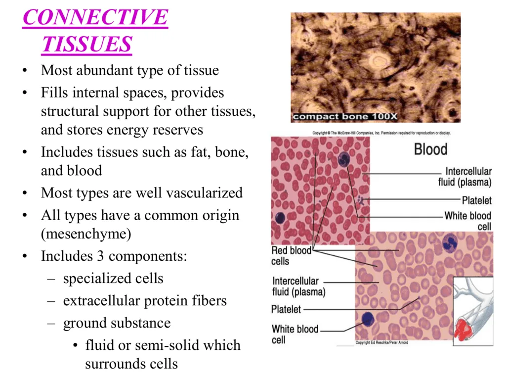 Connective Tissue Definition Types Functions Structur