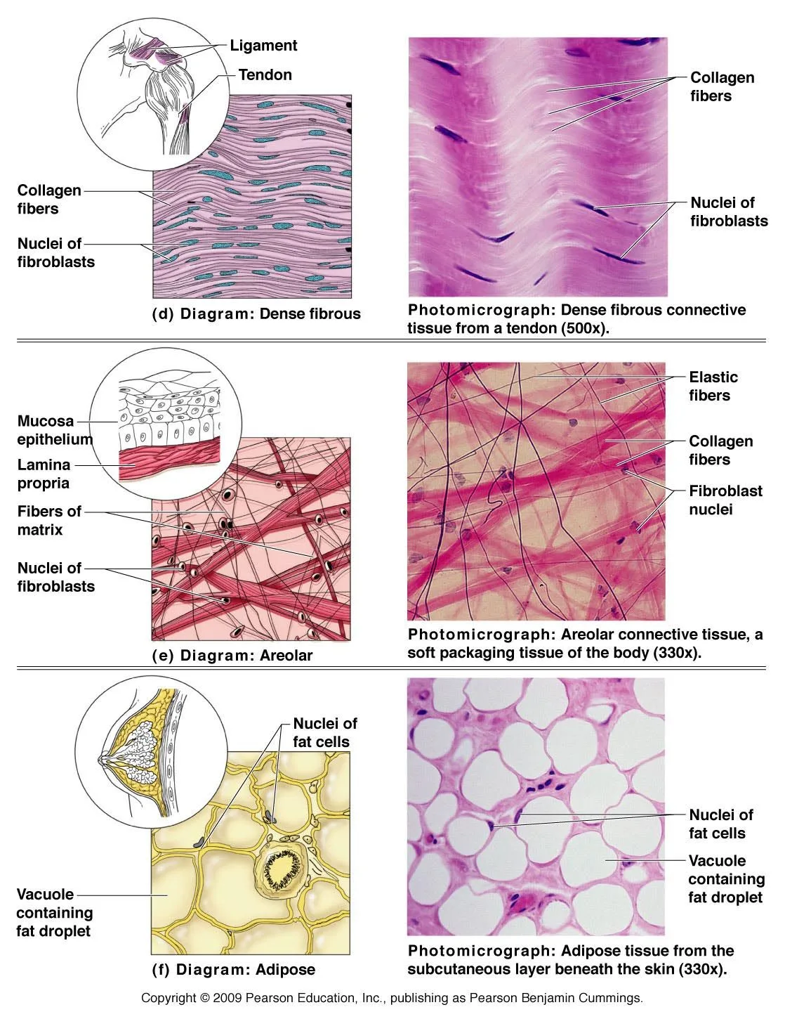 Connective Tissue Diagram With Label Labeled Bone Connective