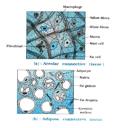 Connective Tissue Labeled Diagram