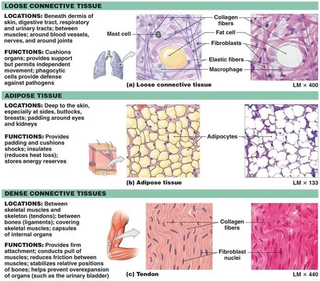 Connective Tissues