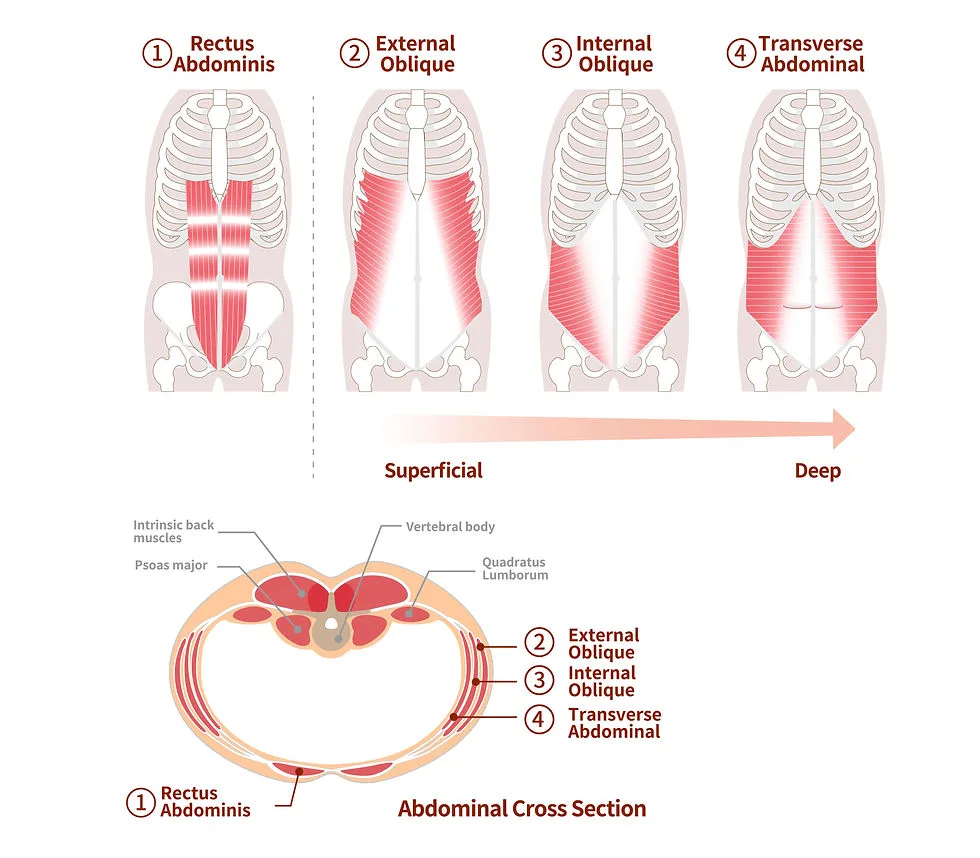 Core Stabilizers Rethinking Core Training For Functional Aging Myzeniverse Blog