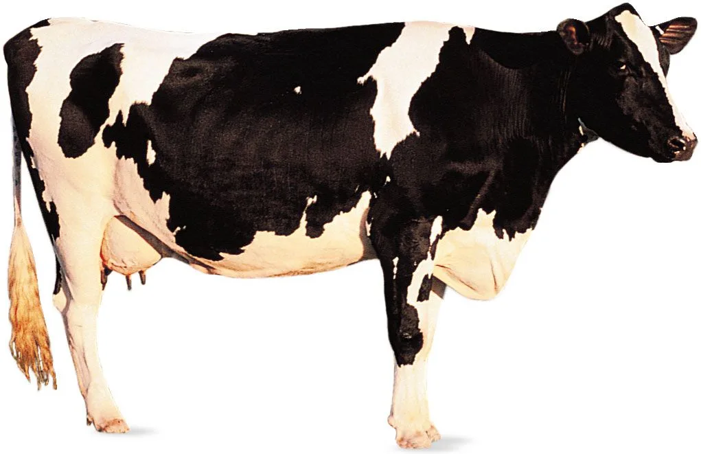 Cow Description Heifer Facts Britannica