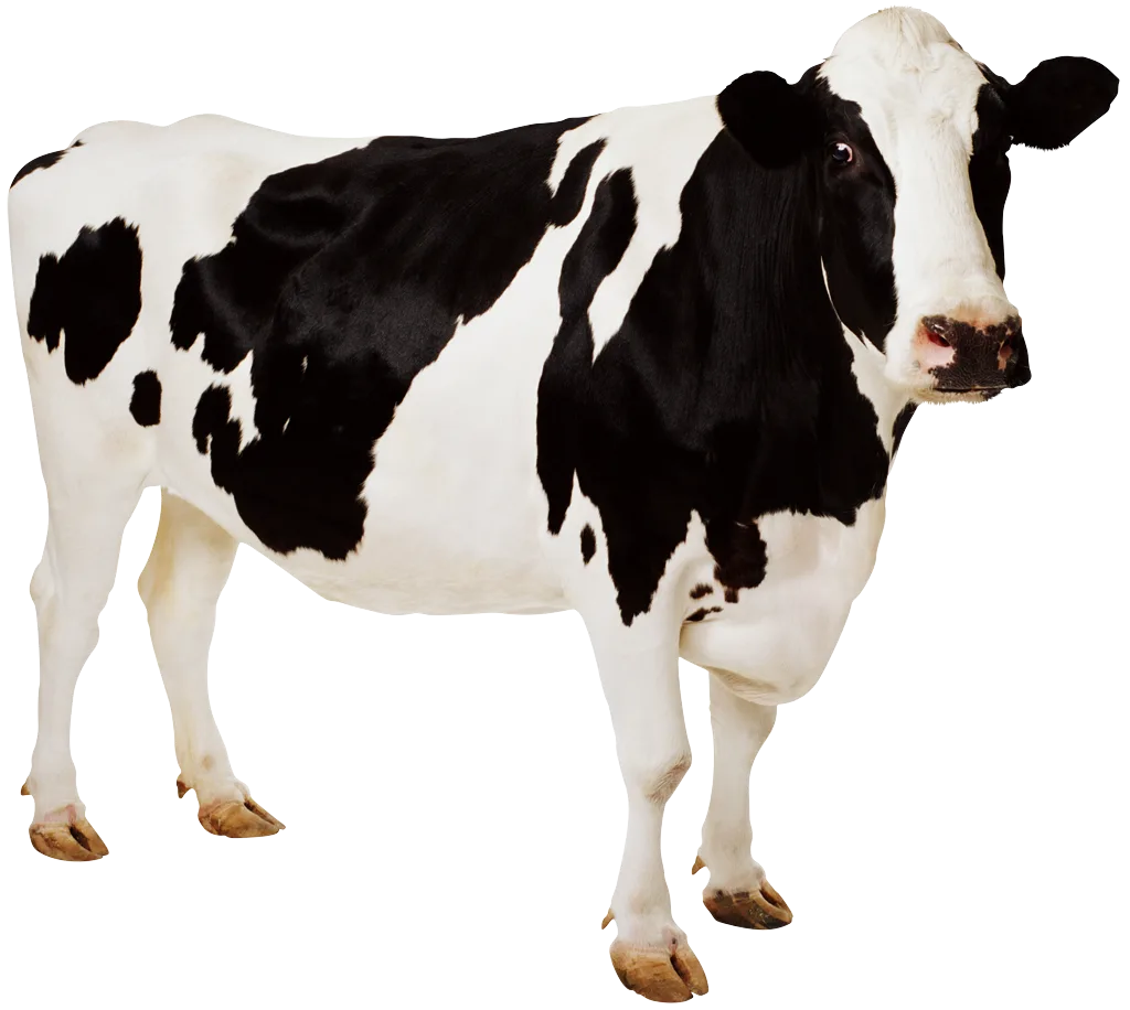Cow Png
