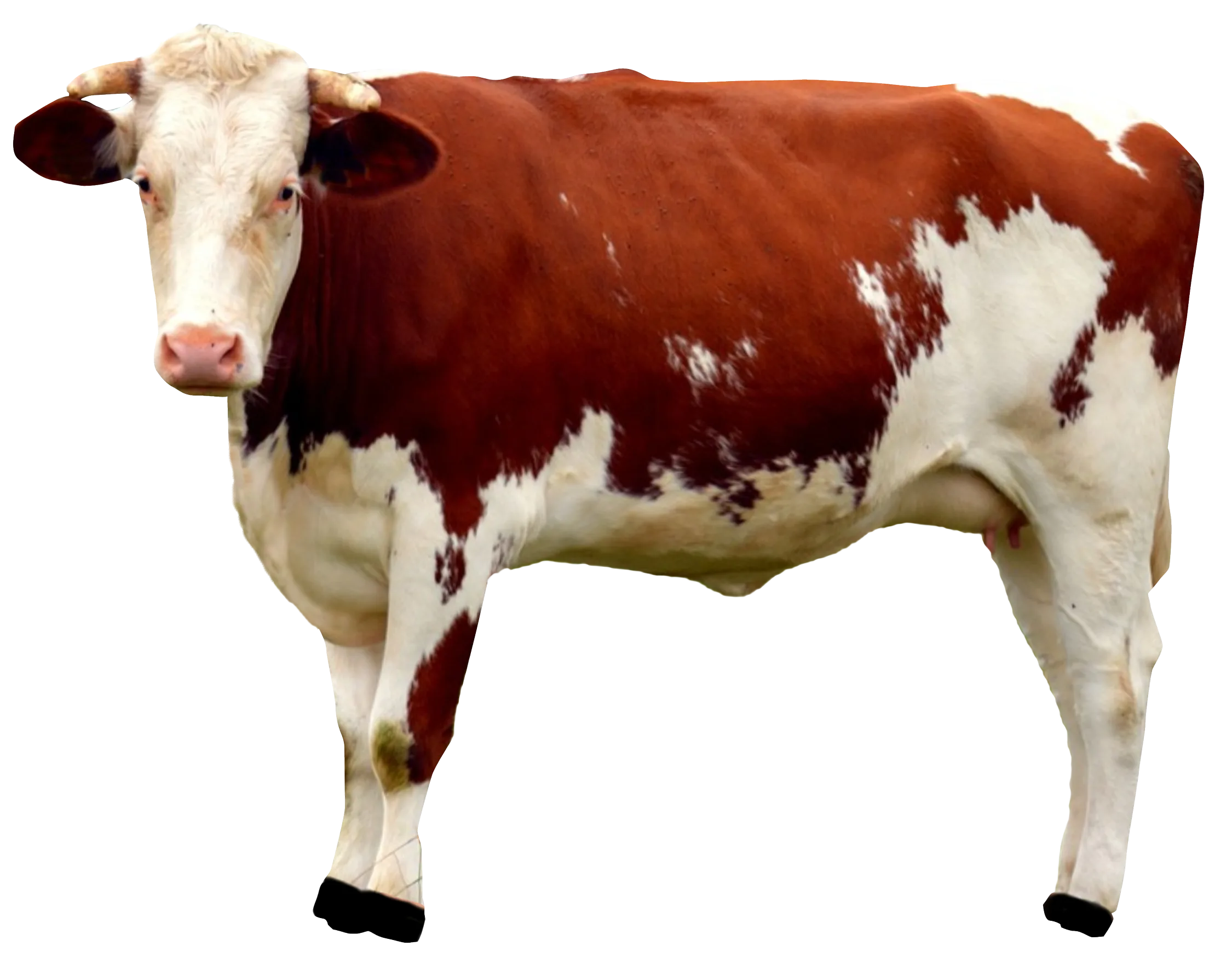 Cow Png