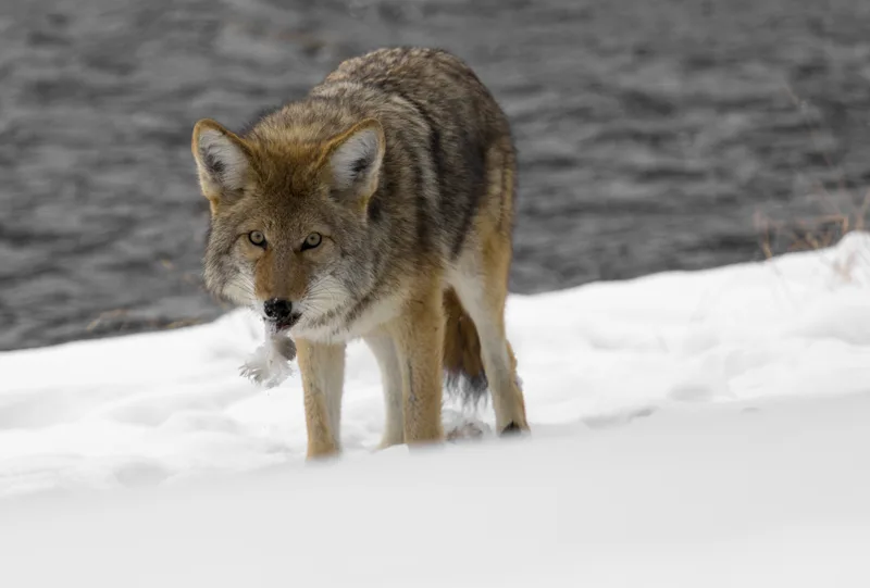 Coyote Canis Latrans Natureworks