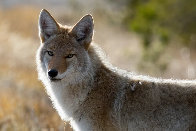 Coyote Canis Latrans Natureworks