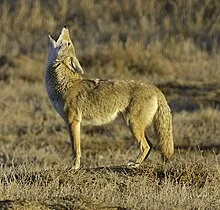 Coyote Wikipedia