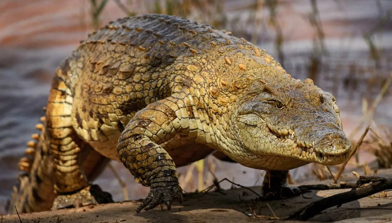 Crocodile