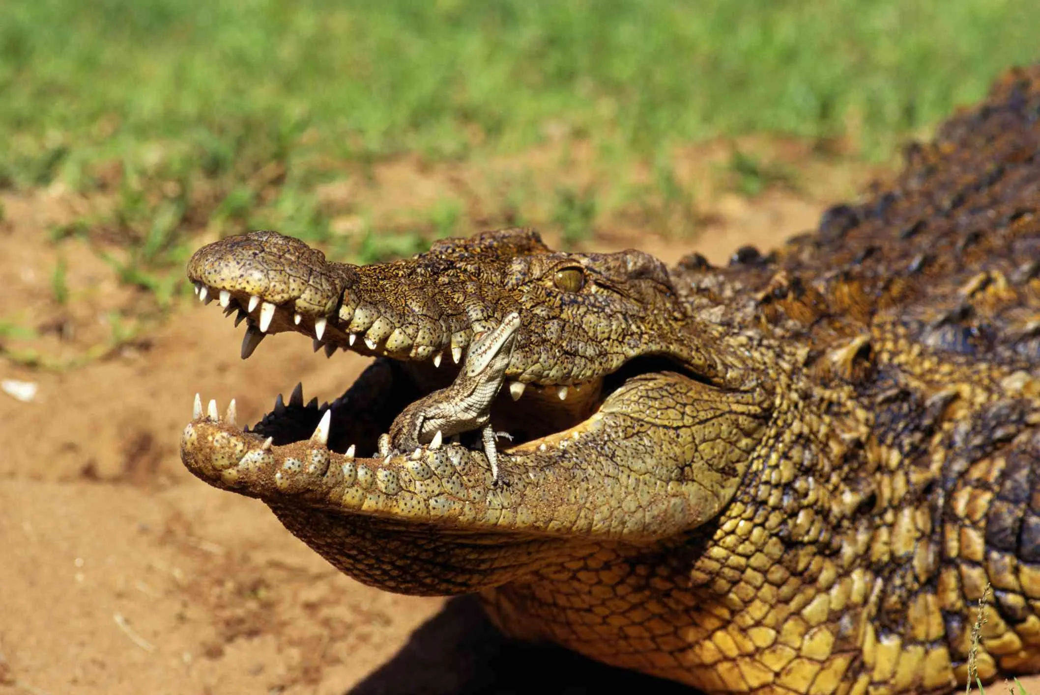 Crocodile