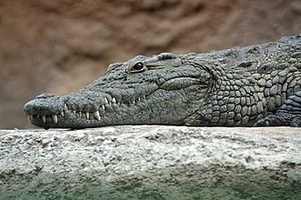 Crocodile Wikipedia