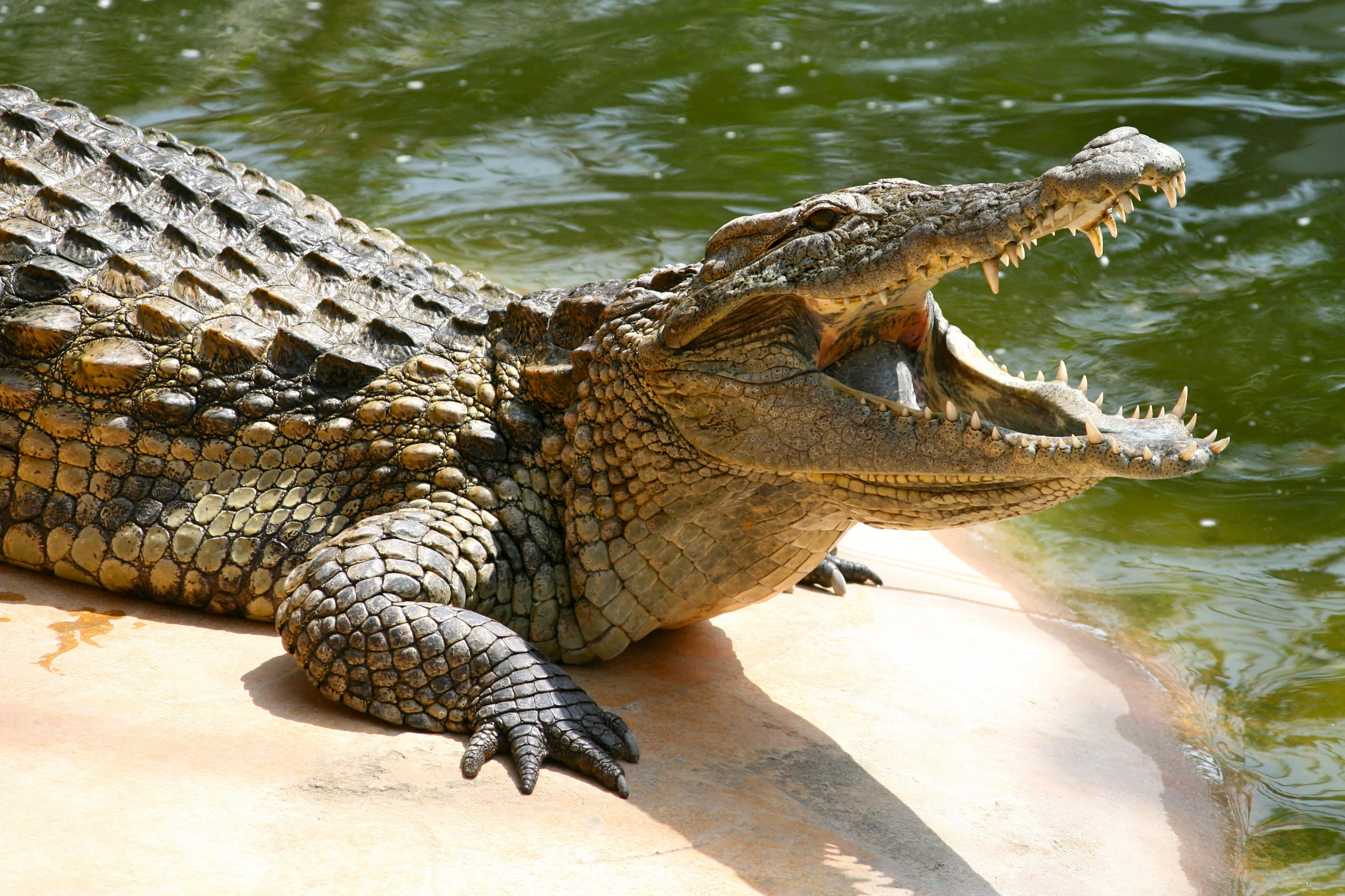 Crocodylinae Hd Wallpapers