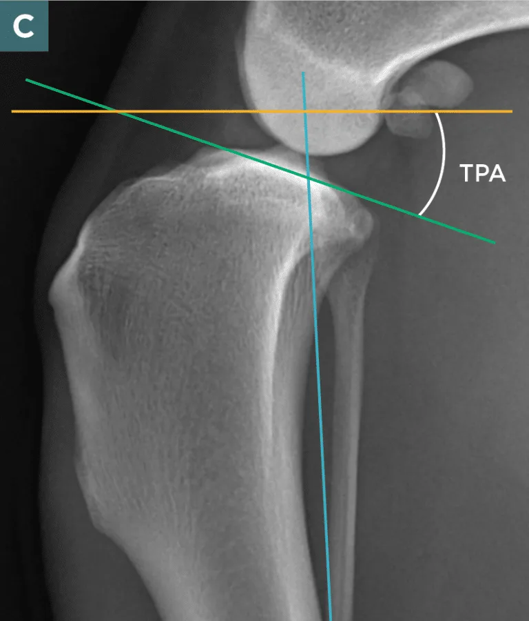 Cruciate Disease How And Why To Measure Tibial Plateau Angle Today S Veterinary Practice