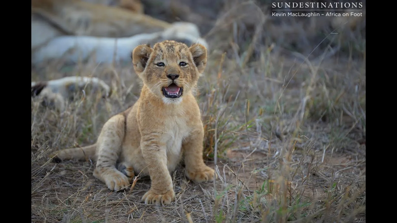 Cub Definition And Meaning With Pictures Picture Dictionary Books