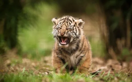Cub Definition And Meaning With Pictures Picture Dictionary Books