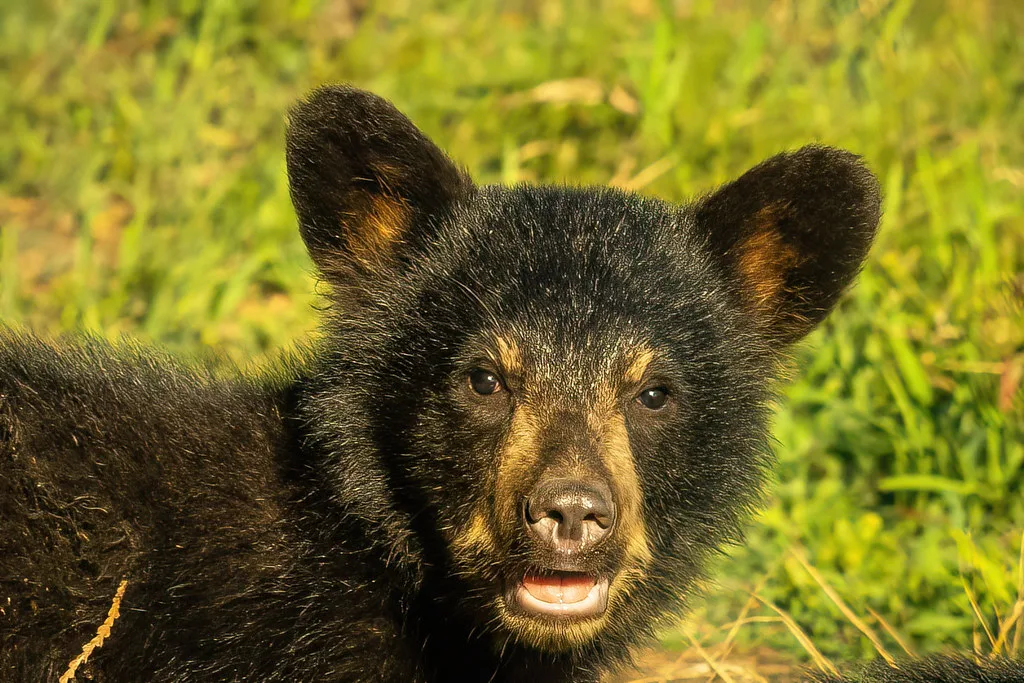 Cub Of The Year Joyce Xx Flickr
