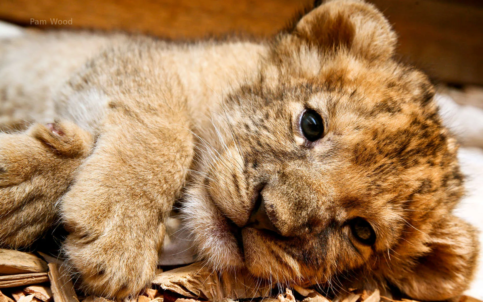 Cub Pictures Wallpaper 1680X1050 3669