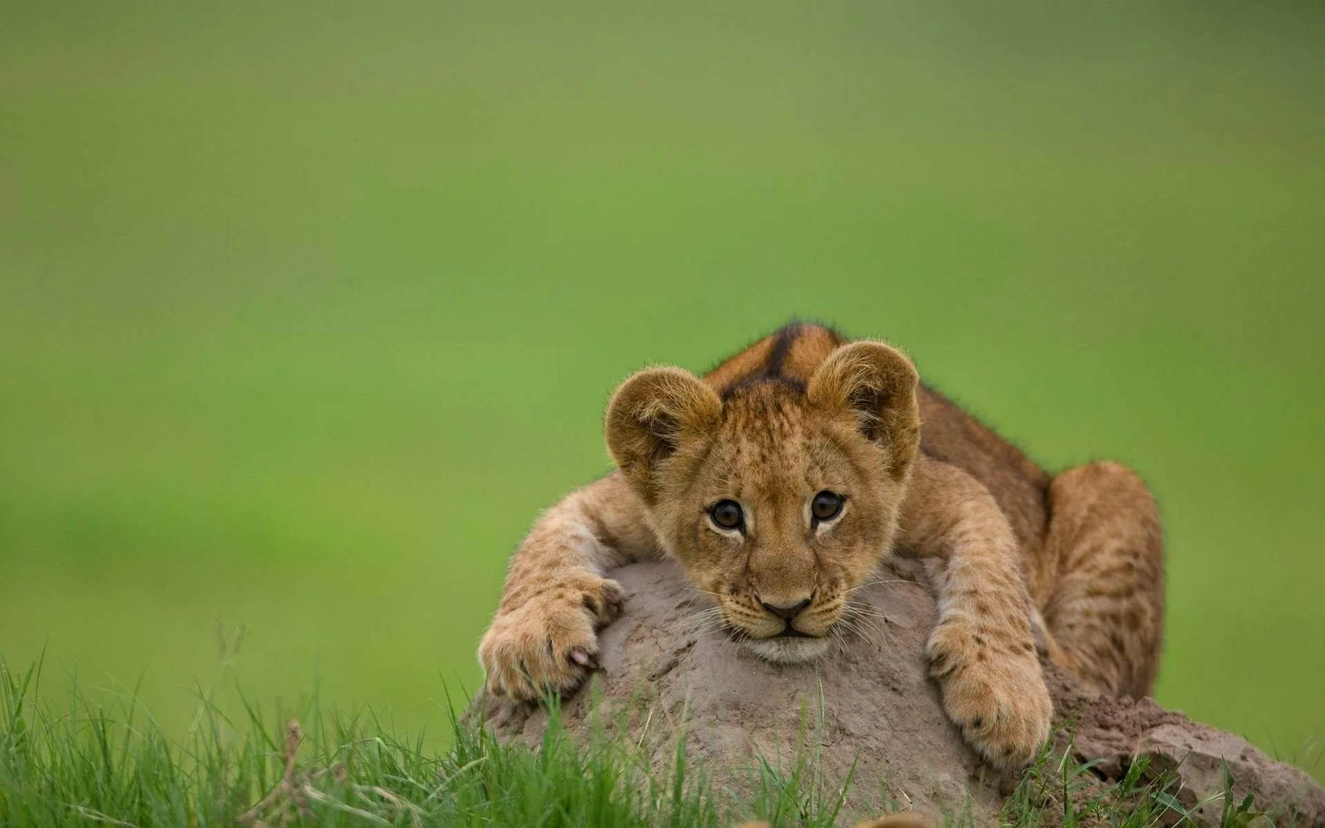 Cub Wallpaper 1920X1200 12360