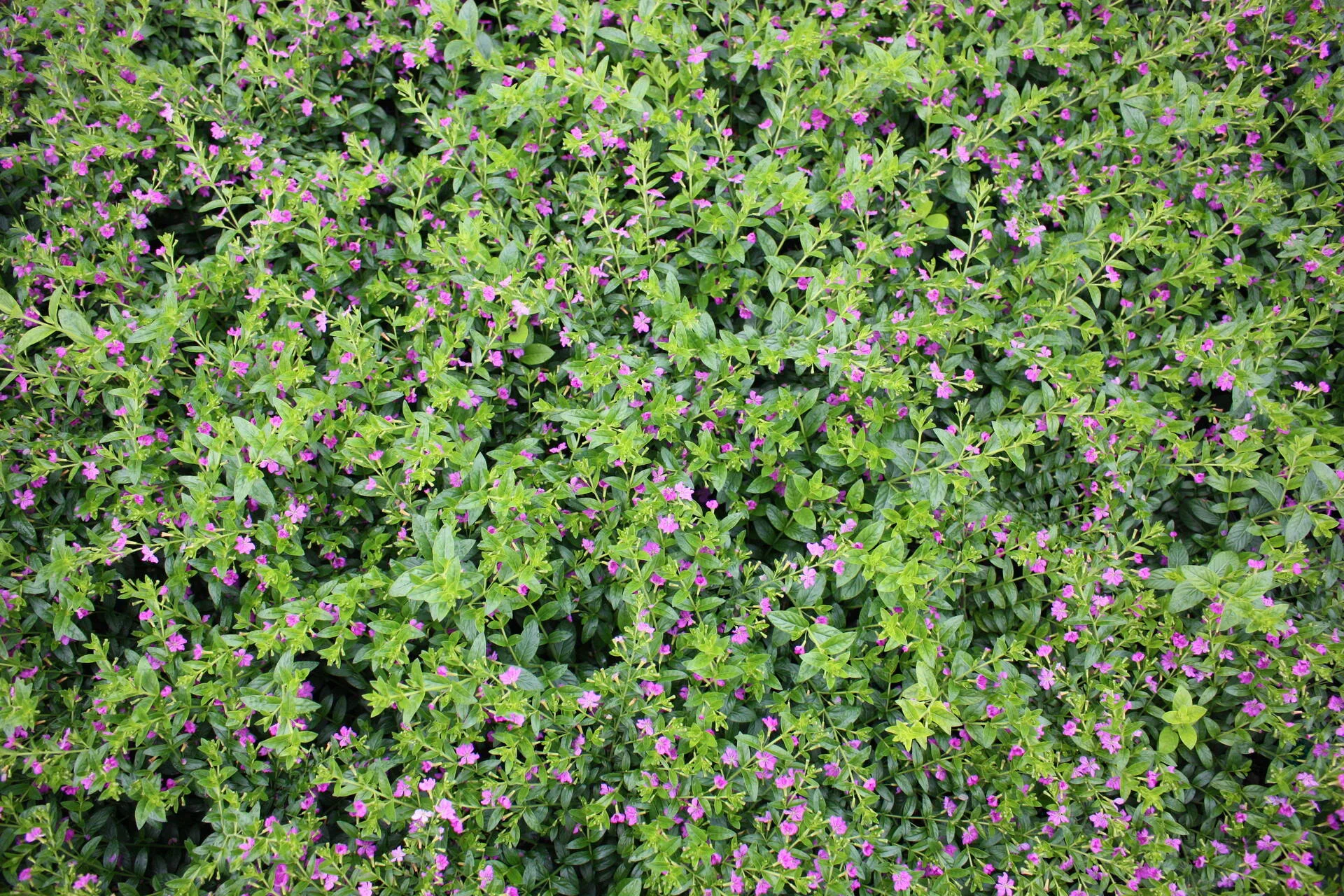 Cuphea Hyssopifolia Allison Creekside Nursery