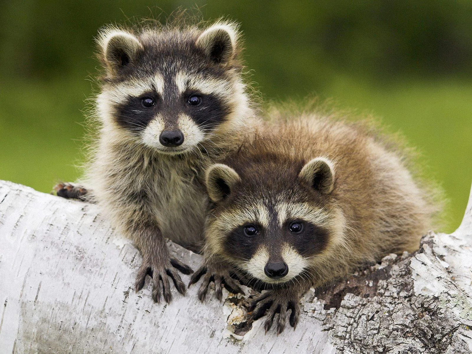 Cute Baby Animal Hd Wallpapers