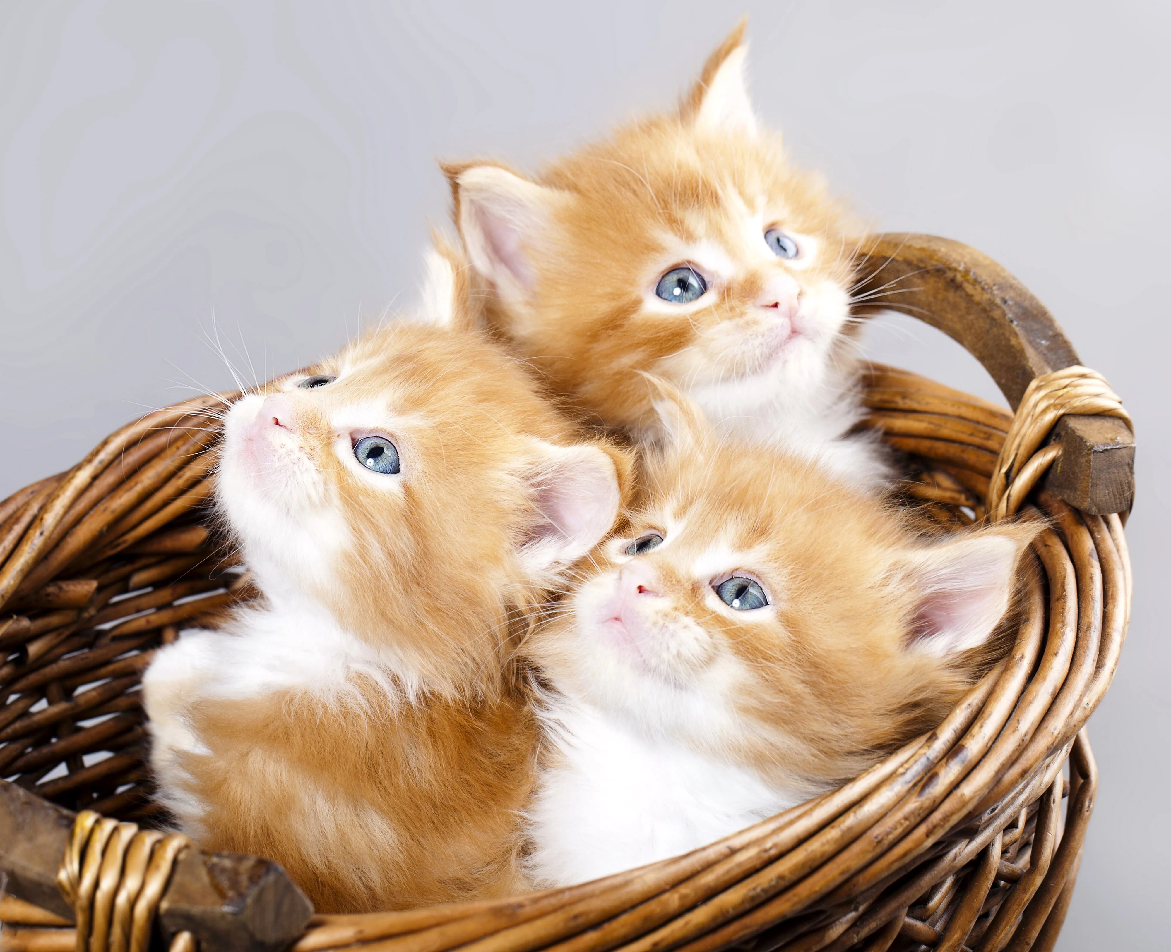 Cute Cat