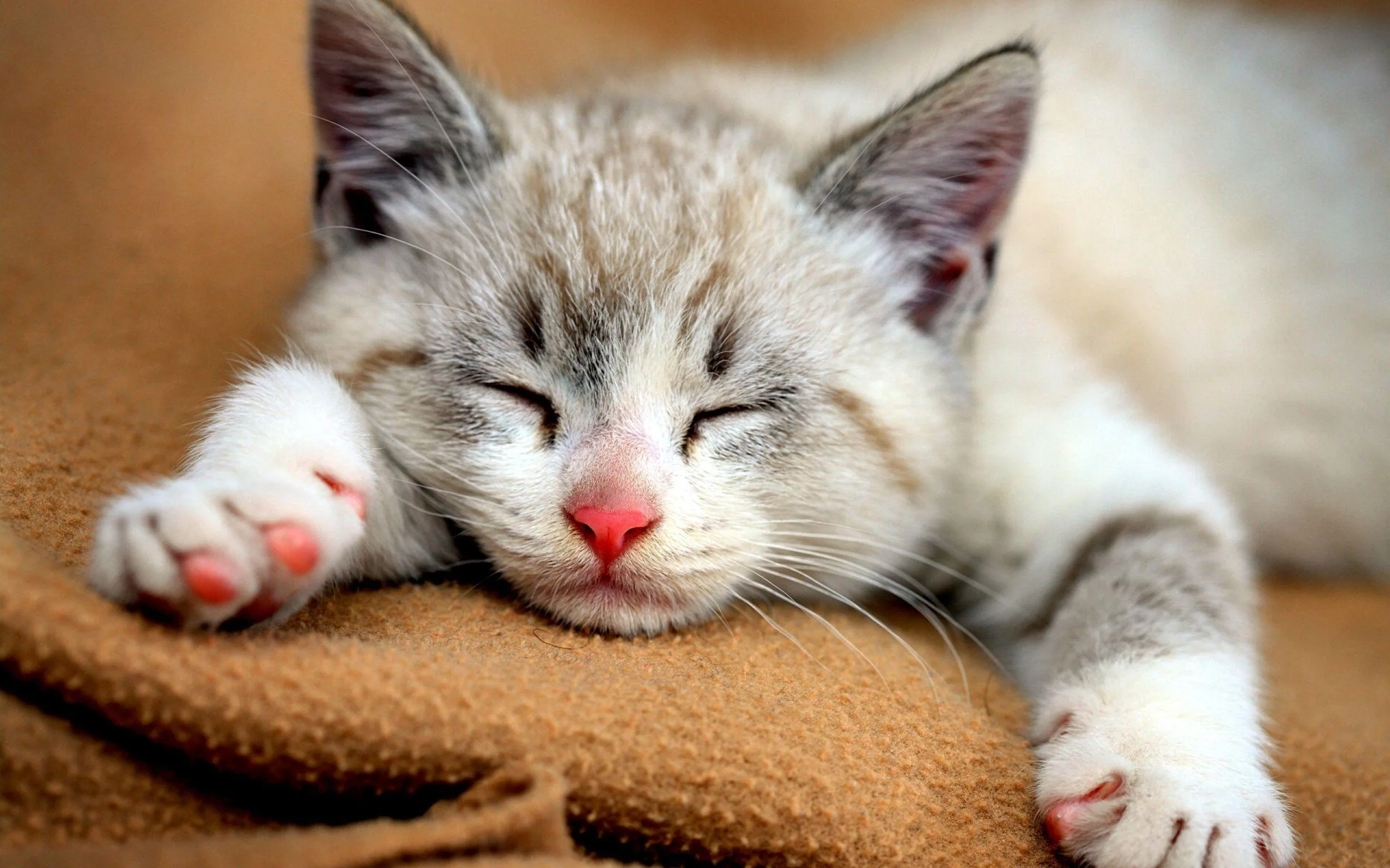 Cute Cat Backgrounds Wallpaper Cave