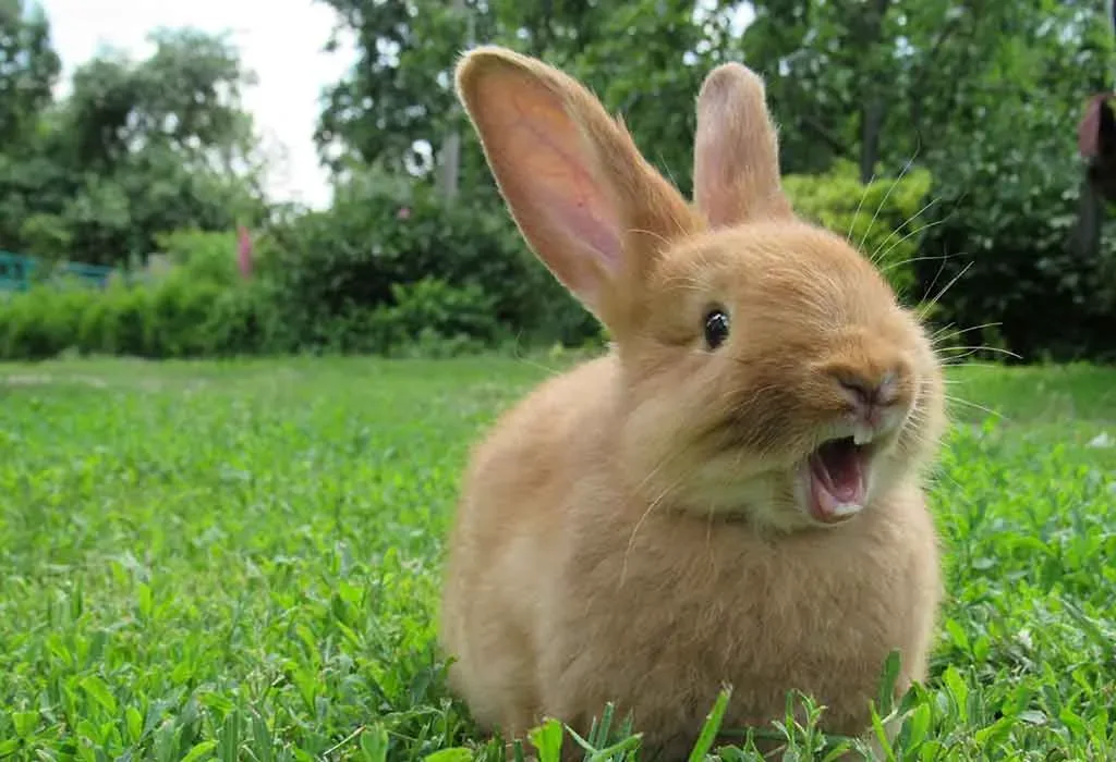 Cute Rabbit