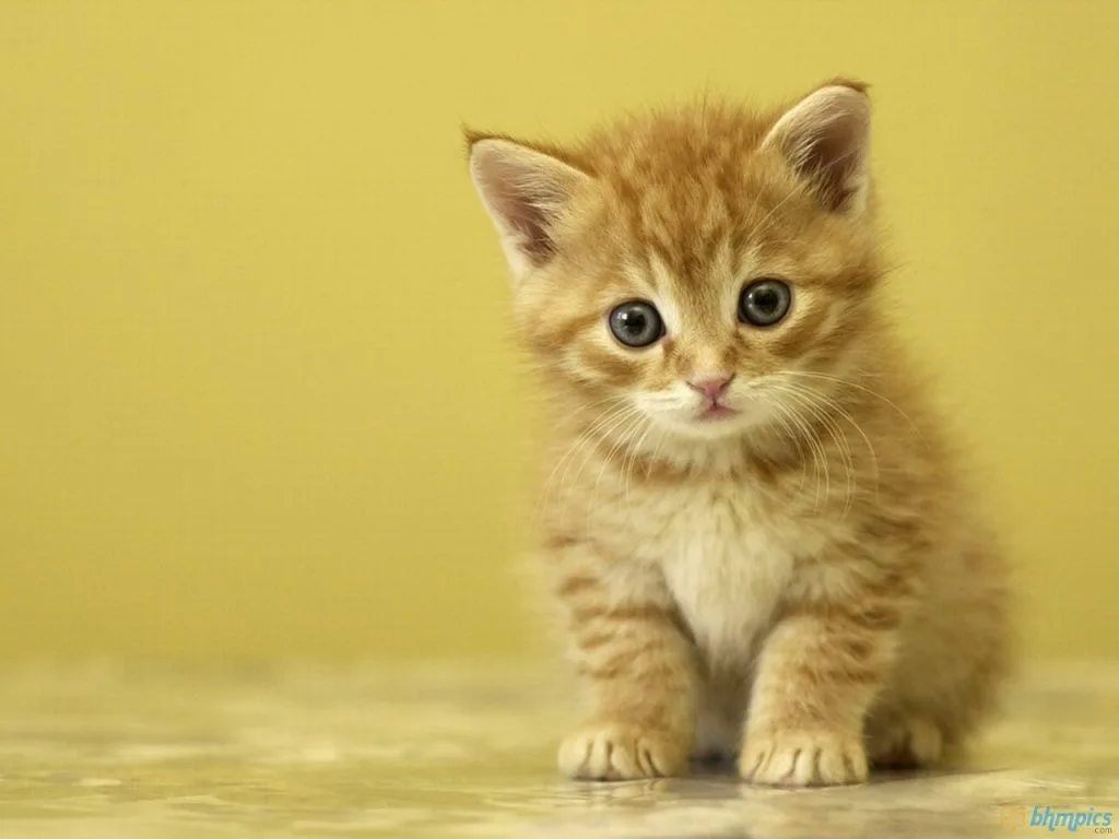 Cute Yellow Cat Download 1024 X 768