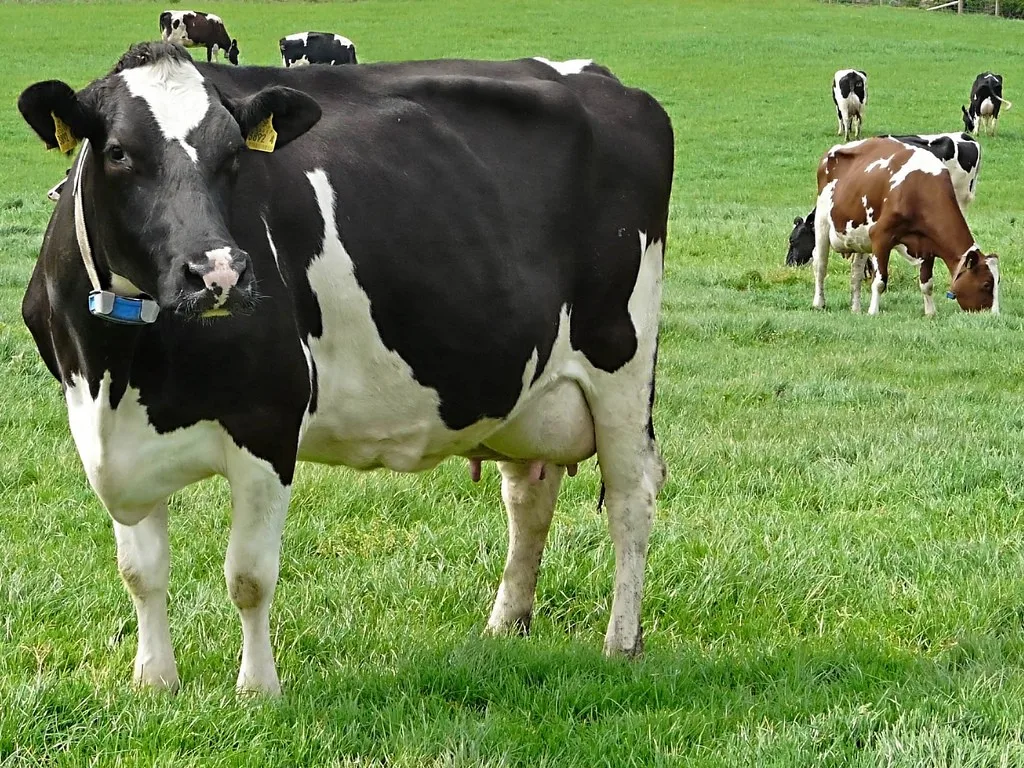 Dairy Terms Terminologies Dairypesa