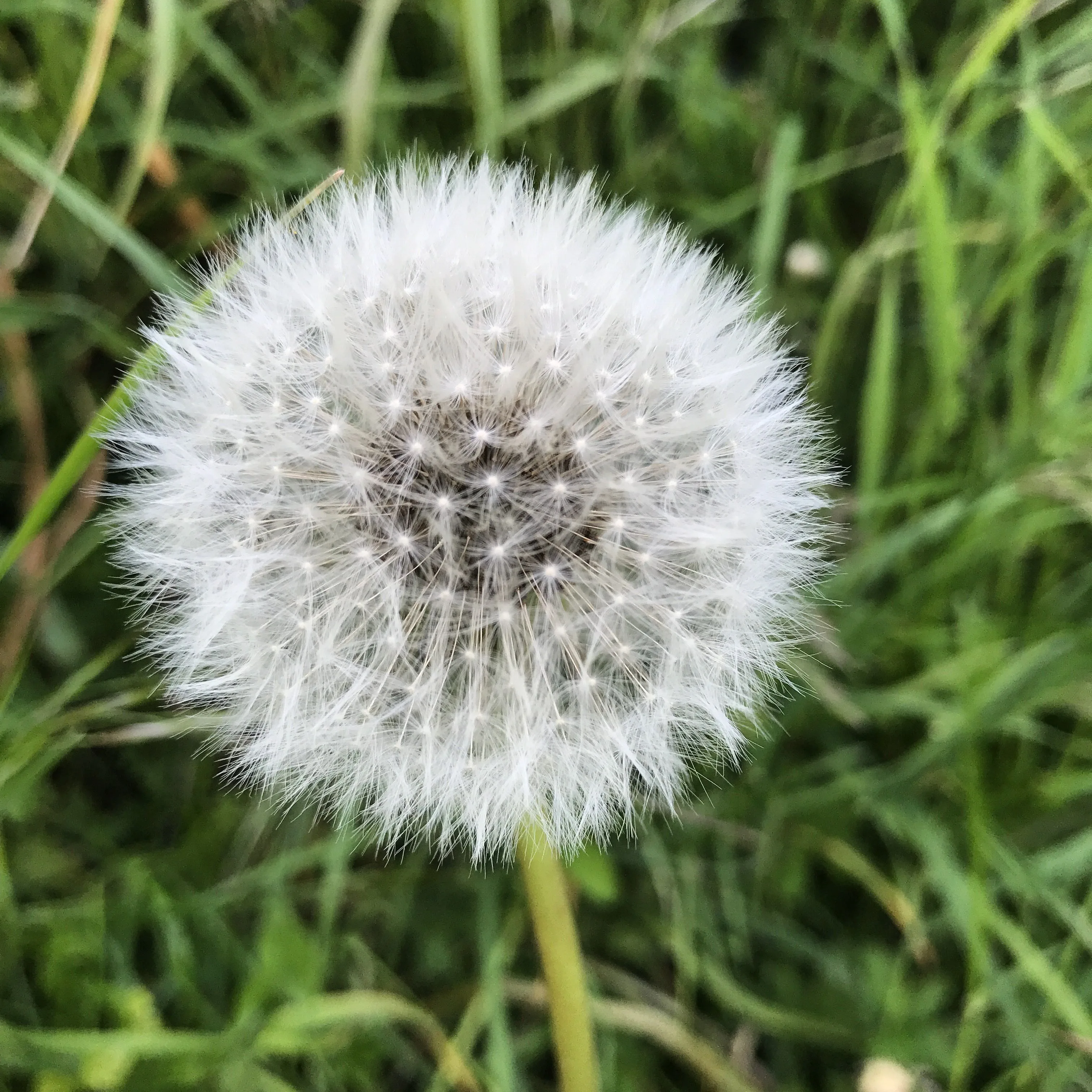 Dandelion Beautiful White Dandelion Flower