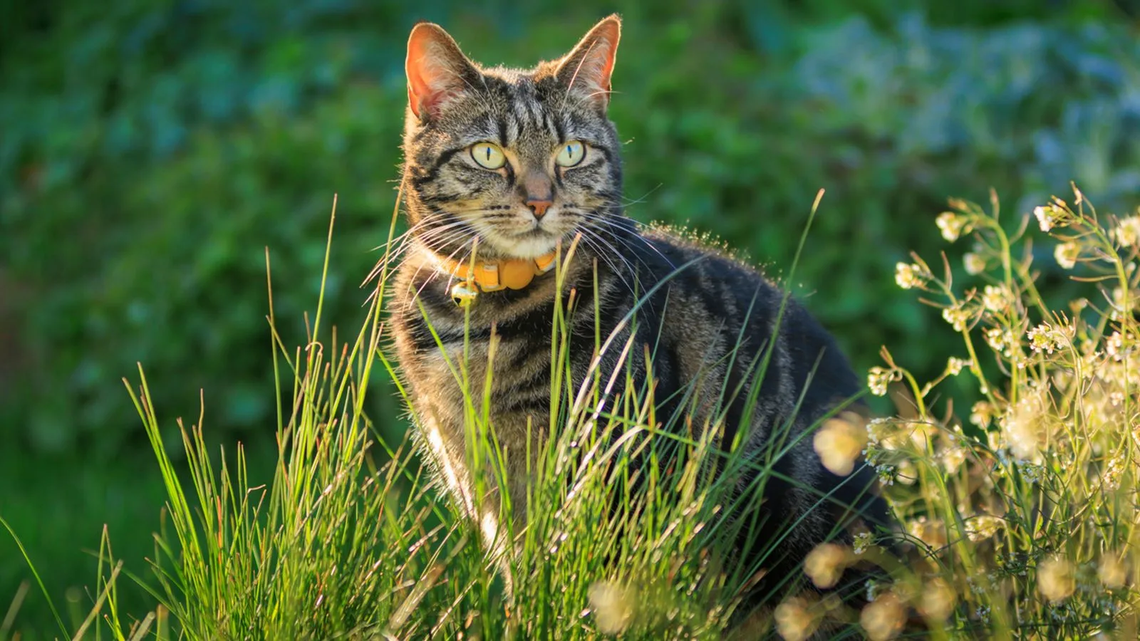 Deadline Today For Cat Owners To Microchip Pets Or Face Fine Uk News Sky News