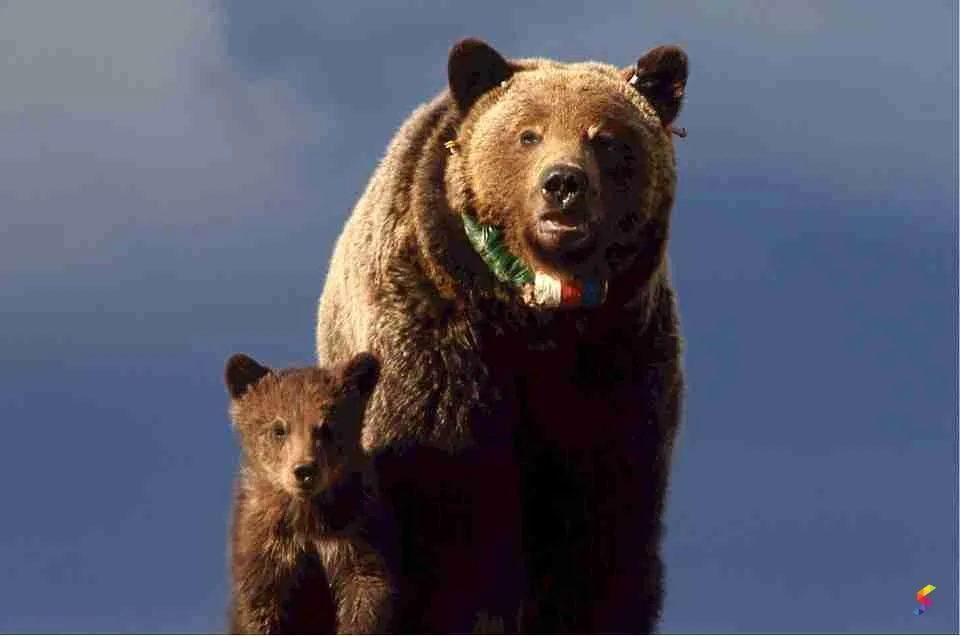 Define Cub Cub Meaning Cub Examples Cub Synonyms Cub Images Cub Vernacular Cub Usage Cub
