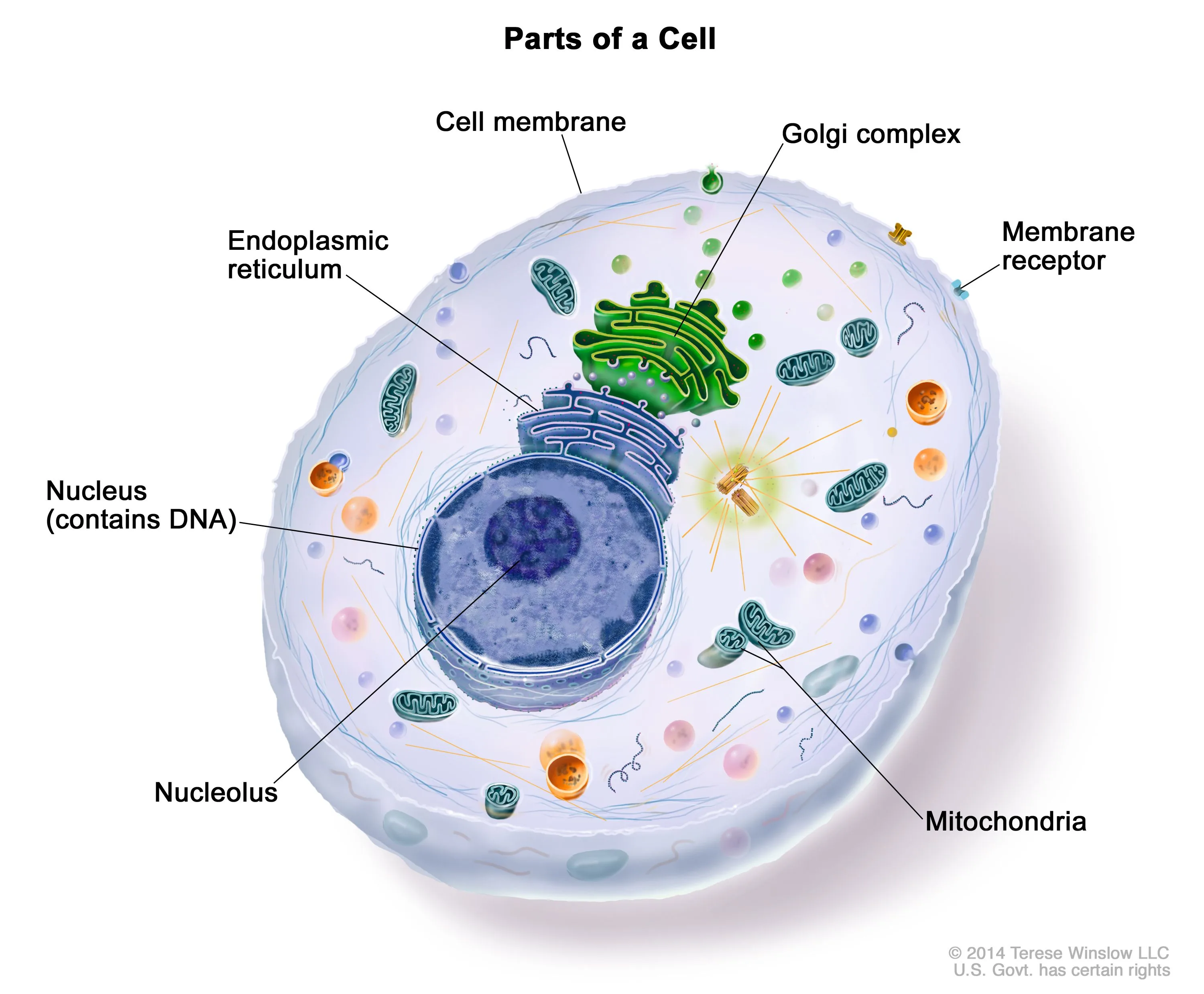 Definition Of Cell Nci Dictionary Of Cancer Terms Nci